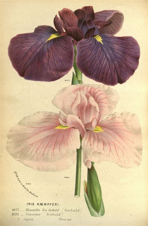 Iris Ensata Circa 1845 Antique Art Prints Antique Botanical Print