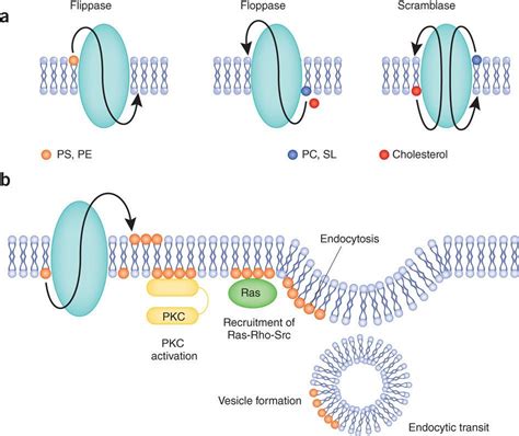 Image Result For Flippase Immunology Microbiology Chemistry