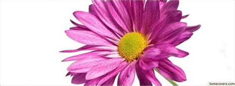 Pink Daisy 1080p Facebook Timeline Cover Facebook Covers Myfbcovers
