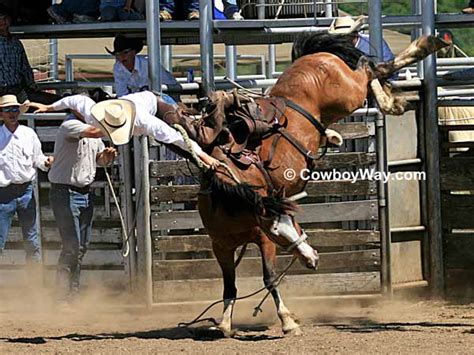 Bronc Riding Wreck Pictures Page 2