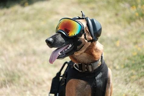 K9 Military Working Dogs Are Pure Awesome And We Have 13 Photos To