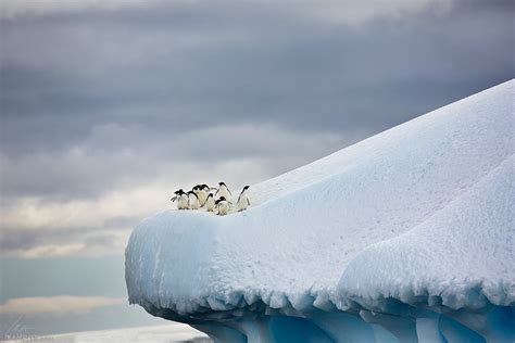 Adelie Penguins On Iceberg Ira Meyer Photography