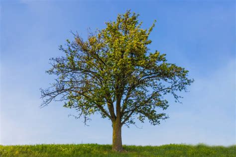 Tree On Sunny Day Stock Image Image Of Land Outdoors 115844491