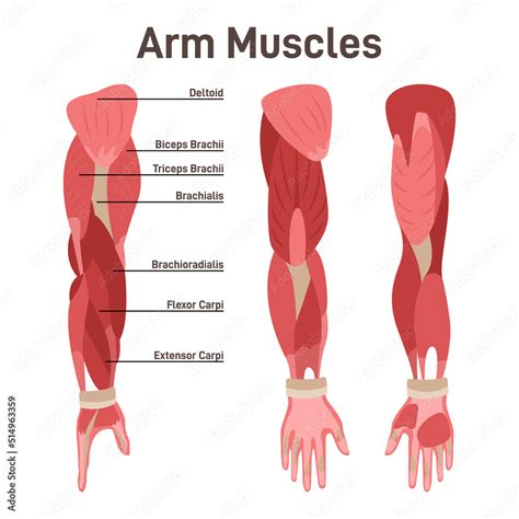 Grafika Wektorowa Stock Arm Muscle Set Didactic Scheme Of Anatomy Of