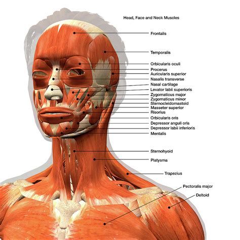 Facial Muscles Anterior View Poster Anatomy Poster Muscles Of Facial The Best Porn Website