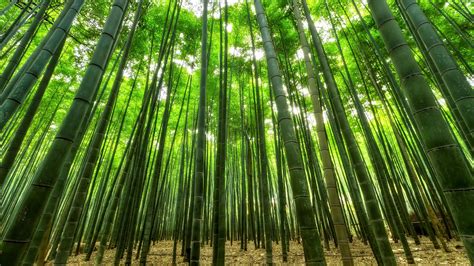 Le Bambou Moso · Onlymoso France