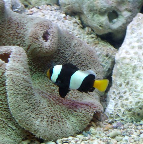 Clownfish Aquarium Fileclown Fish Aquarium Wikimedia Commons