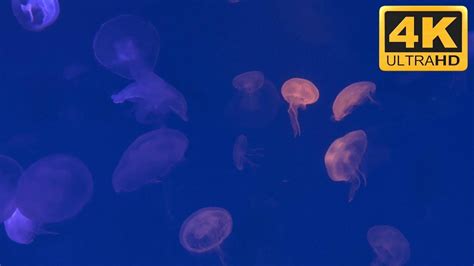 K Jellyfish The BEST Jellyfish Screensaver For TV And PC Screen