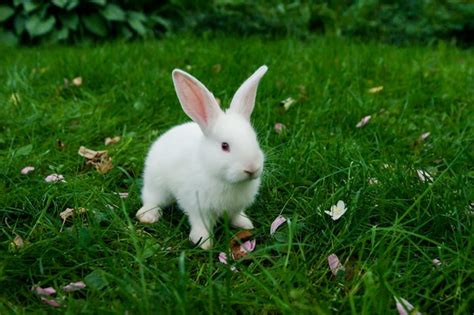 Premium Photo Little White Bunny Sitting In Green Grass Easter Concept