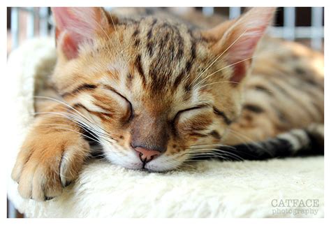 Sleeping Bengal Kitten By Brookedibble On Deviantart