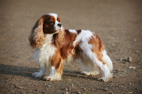 Common Cavalier King Charles Spaniel Colors Pet This And That