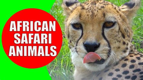 African Safari Animals For Kids Children Learn African