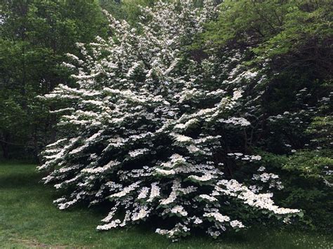 Spring In Boston Part 2 Finegardening Pergola Pictures Shade