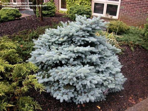Plantfiles Pictures Picea Blue Spruce Colorado Spruce