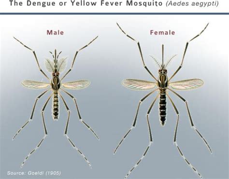 Figure 4 From Controlling The Dengue Mosquito Aedes Aegypti