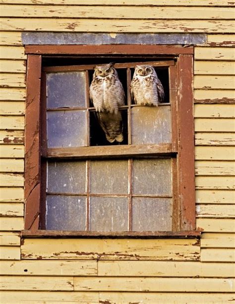 A Real House For Owls Content In A Cottage