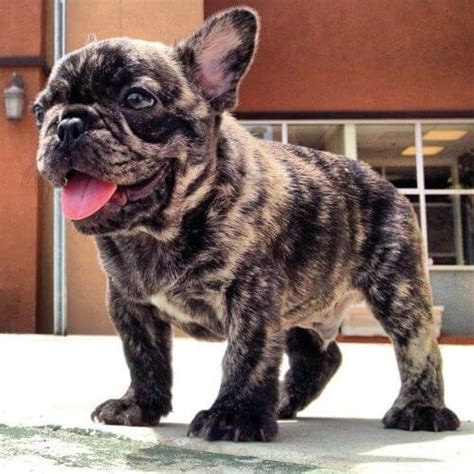 Any pure black color is disqualified. French Bulldog Colors - Dream Valley Frenchies