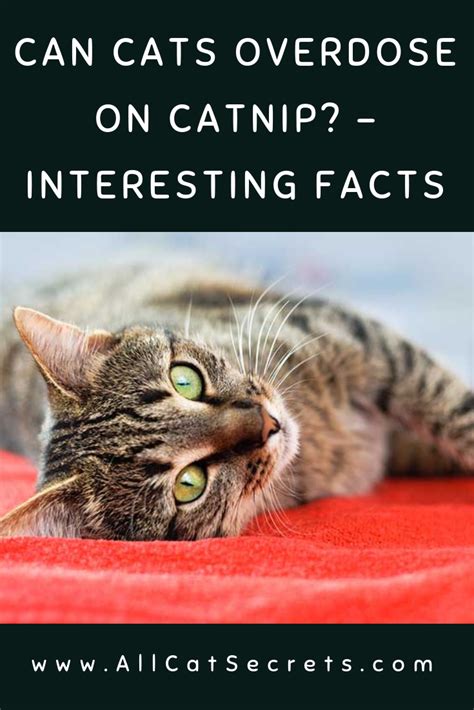 Is catnip safe for your cat? Can Cats Overdose On Catnip - Wayang Pets