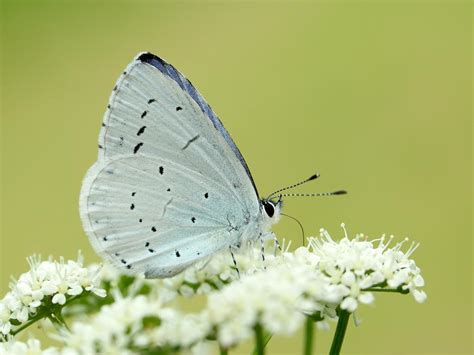 Holly Blue Butterfly Conservation