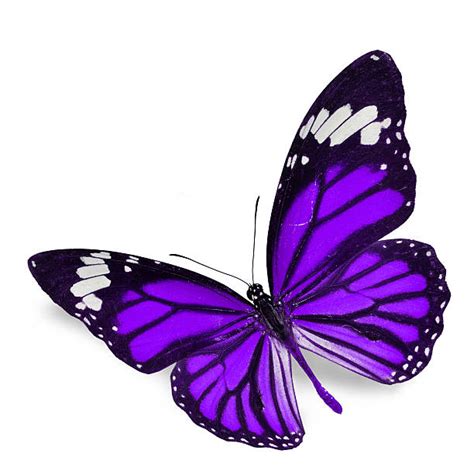 Images Of Purple Butterflies Stock Photos Pictures And Royalty Free