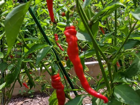 What To Do With Cayenne Peppers After Picking Them Cooped Up Life