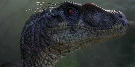 What Velociraptors Are Really Like Business Insider