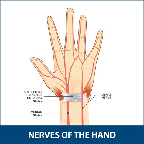 Nerves In The Hand Florida Orthopaedic Institute