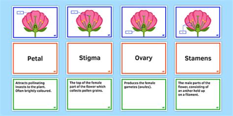Ks3 Science Parts Of Flower Reproductive System Faf Activity