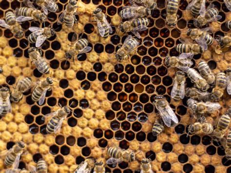 7 Things To Do If You Have Bees In Your Wall Pest Pointers