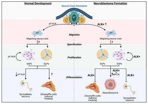 Ijms Free Full Text Defining Pathological Activities Of Alk In