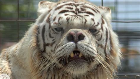 If you know, there is down syndrome tiger, and his name is kenny! Meet Kenny: The Tiger That Defied All Odds