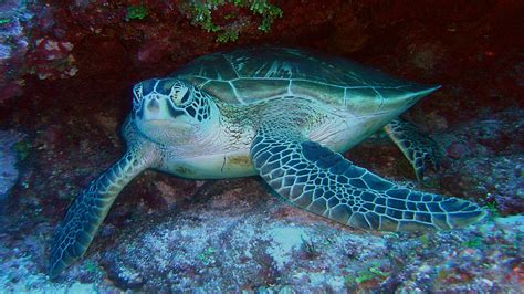 Hawksbill Sea Turtle Endangered Facts Amazing Facts About The
