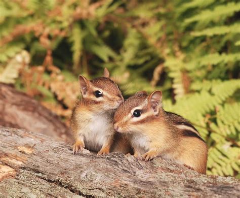 Baby Chipmunk Siblings Closeup Of Two Baby Chipmunk Siblings Sitting