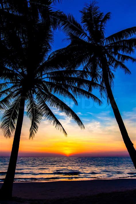 Beautiful Tropical Sunset With Palm Trees Tropical Beach Palms On The Ocean Beach Stock