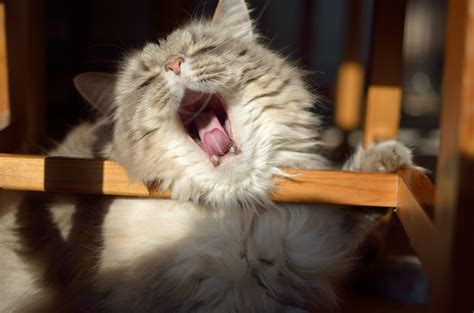 Free Images Cute Kitten Yawn Nap Nose Whiskers Skin Vertebrate