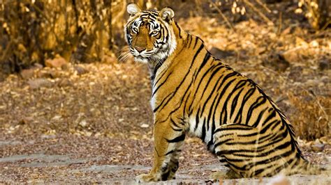 Bbc Two Natural World 2011 2012 Tiger Dynasty