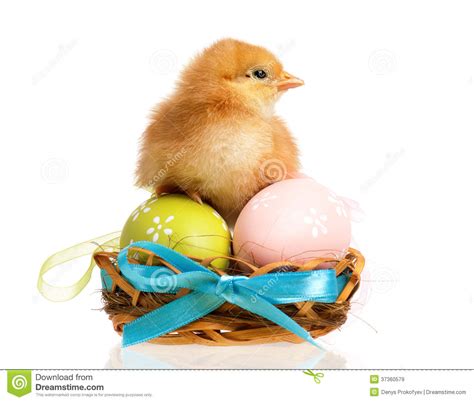 Newborn Chick Stock Image Image Of Eggs Orange Celebration 37360579