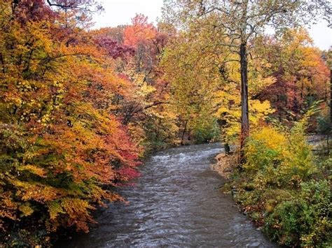 Fall Foliage Peak Map Plus Maryland Festivals 2019 Annapolis Md Patch