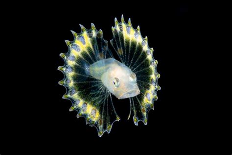 Blackwater Divers Illuminate Sea Life At Night Smithsonian Ocean