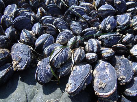 Free Photo Mussels Ocean Beach Shell Free Image On Pixabay 487805