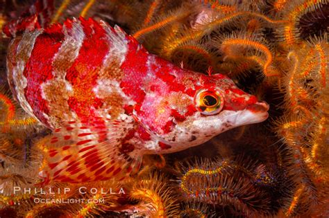 Painted Greenling Ophiothrix Spiculata Santa Barbara Island California