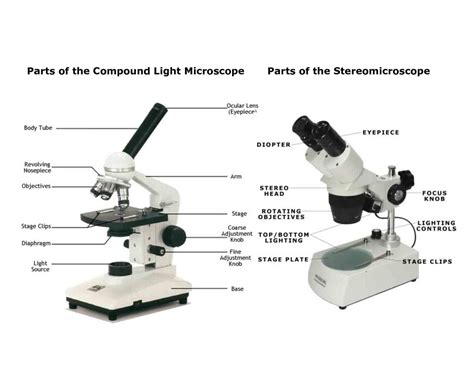 Light Microscope Main Parts Of Light Microscope Biology — Db