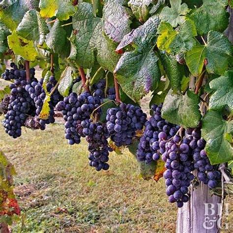 Download and use 1,000+ grape vine stock photos for free. How to Grow Grapes