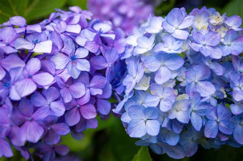 How To Change The Color Of Your Hydrangeas Readers Digest