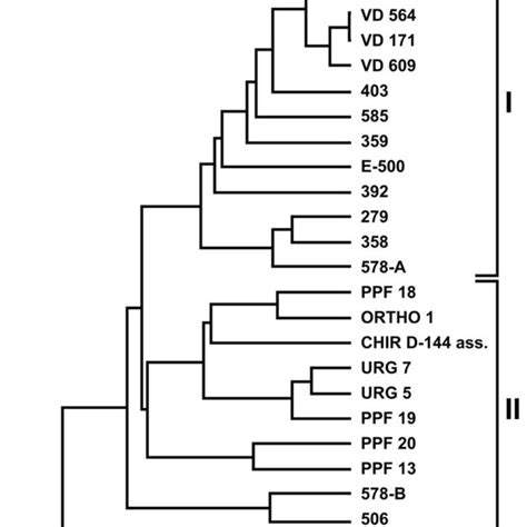 Dendrogram Of The Combined Random Amplified Polymorphic Dna Rapd