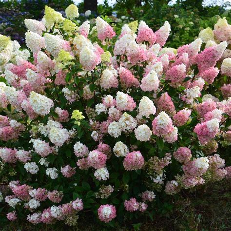 11 Sparkling Shrubs For Todays Yards Plants Hydrangea Paniculata