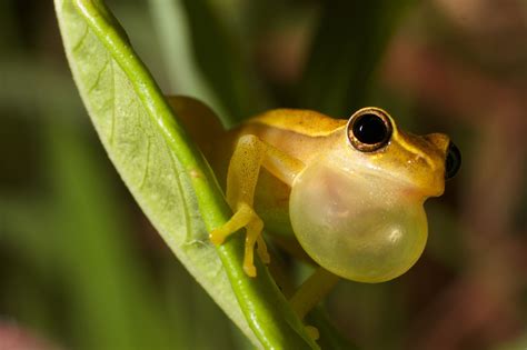 Jewels of the Forest: The Fascinating World of Tree Frogs