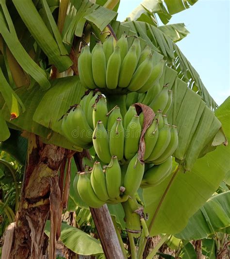 Raw Green Bananas Bunch Hanging On The Banana Tree Closely Up Stock