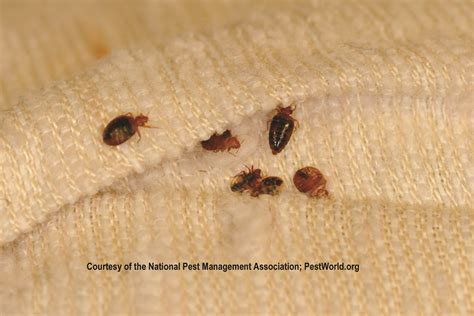 Facts About Bed Bugs You Should Know Facty Health Hot Sex Picture