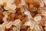 Termite Eggs Image